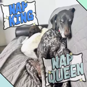 Bild von Lake Park Paws