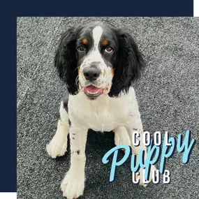 Bild von Lake Park Paws