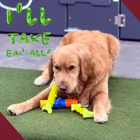 Bild von Lake Park Paws
