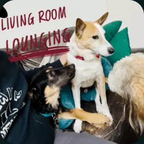 Bild von Lake Park Paws