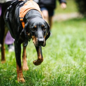 Kindergarten- und Therapiehund Frodo im Montessori Kinderhaus Starnberg