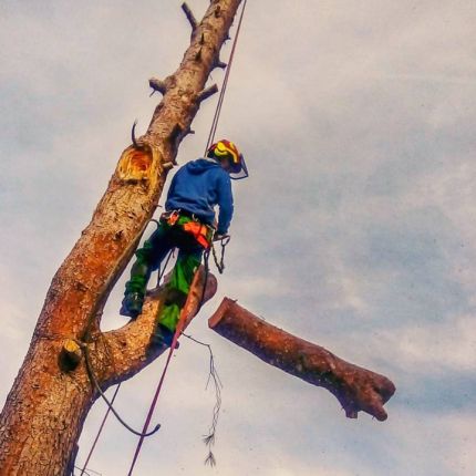 Λογότυπο από Sector arbol