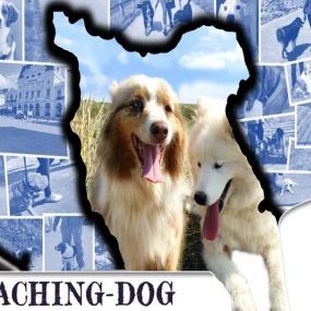 Bild von Coaching Dog - Comportementaliste éducateur canin