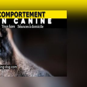 Bild von Coaching Dog - Comportementaliste éducateur canin