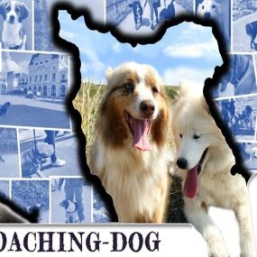 Bild von Coaching Dog - Comportementaliste éducateur canin