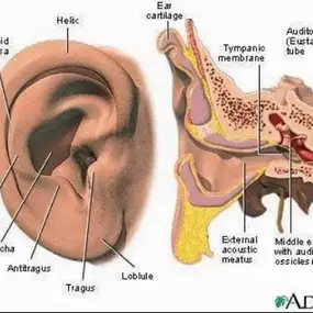 Bild von Easi Ear Hearing Care