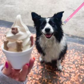 Jacksonville Ice Cream San Marco Dreamette located at 1905 Hendricks Ave., Jacksonville, FL 32207 serves a border collie a pup cup