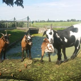 Bild von Boerderij Eben-Haëzer