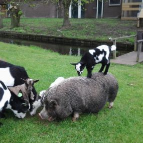 Bild von Boerderij Eben-Haëzer