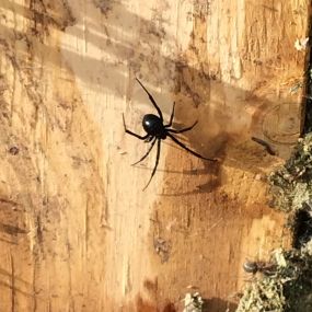 Spider On Property