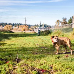 Dog Park