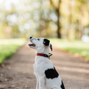 a black and white dog sitting on a path