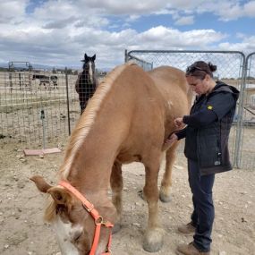 Bild von Colorado Academy of Veterinary Technology