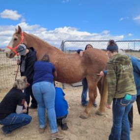 Bild von Colorado Academy of Veterinary Technology