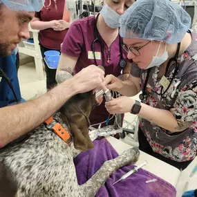 Bild von Colorado Academy of Veterinary Technology