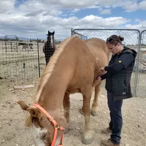 Bild von Colorado Academy of Veterinary Technology