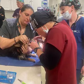 Bild von Colorado Academy of Veterinary Technology - CLOSED