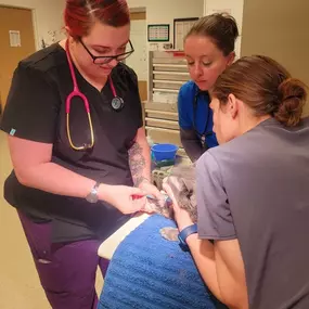 Bild von Colorado Academy of Veterinary Technology - CLOSED