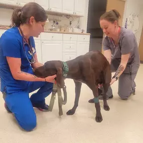 Bild von Colorado Academy of Veterinary Technology - CLOSED