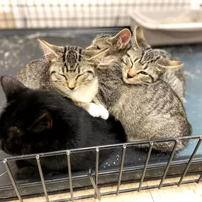 Bild von Colorado Academy of Veterinary Technology - CLOSED