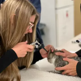 Bild von Colorado Academy of Veterinary Technology - CLOSED
