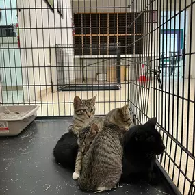 Bild von Colorado Academy of Veterinary Technology - CLOSED