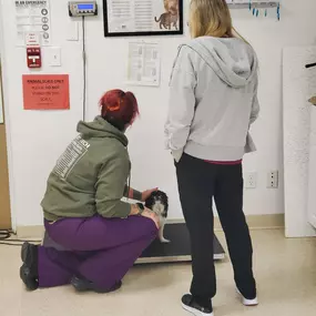 Bild von Colorado Academy of Veterinary Technology - CLOSED