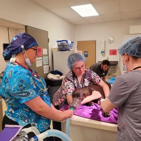 Bild von Colorado Academy of Veterinary Technology - CLOSED