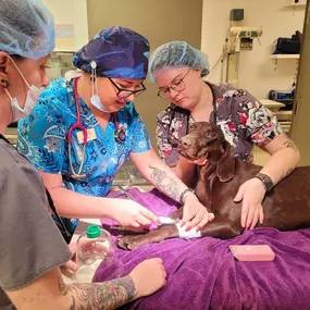 Bild von Colorado Academy of Veterinary Technology - CLOSED
