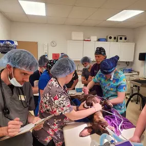 Bild von Colorado Academy of Veterinary Technology - CLOSED