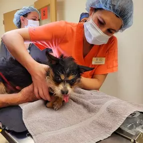 Bild von Colorado Academy of Veterinary Technology - CLOSED