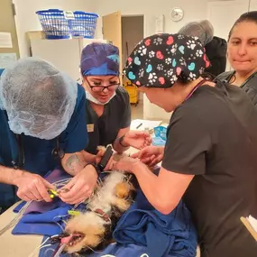 Bild von Colorado Academy of Veterinary Technology - CLOSED