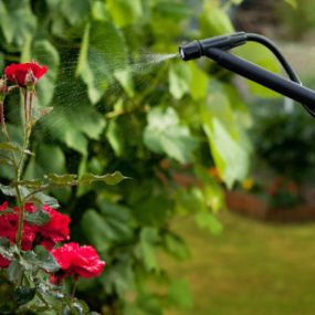 Maintain the beauty of your ornamental landscaping with our ornamental pest control.