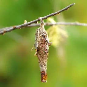 Bagworm Control