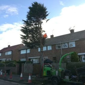 Bild von Arb-Spec Tree Surgery & Fencing