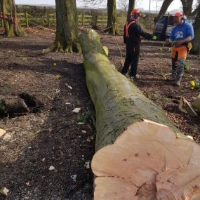 Bild von Arb-Spec Tree Surgery & Fencing