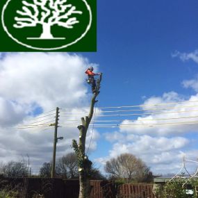 Bild von Arb-Spec Tree Surgery & Fencing