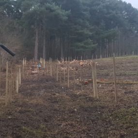 Bild von Arb-Spec Tree Surgery & Fencing