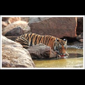 Bild von Big Cats of India GmbH