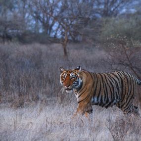 Bild von Big Cats of India GmbH