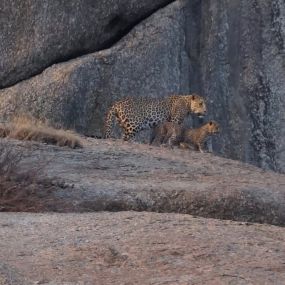 Bild von Big Cats of India GmbH