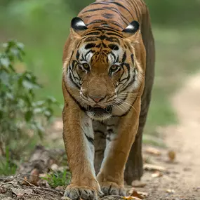 Bild von Big Cats of India GmbH