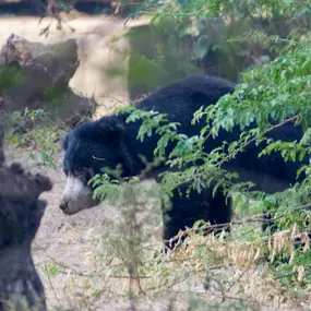 Bild von Big Cats of India GmbH