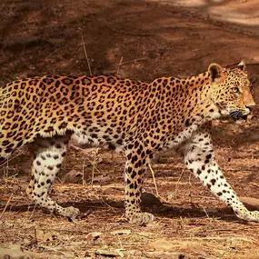 Bild von Big Cats of India GmbH