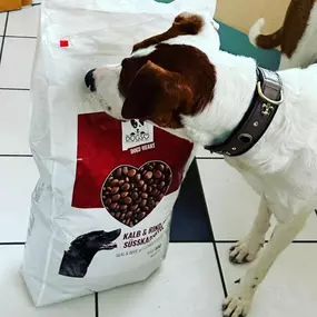 Bild von DOGS-HEART
