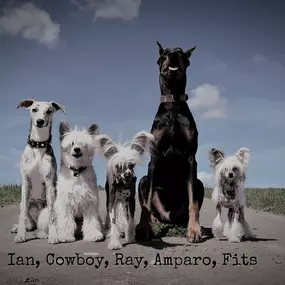 Bild von DOGS-HEART
