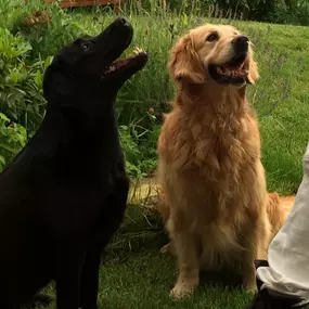 Bild von DOGS-HEART