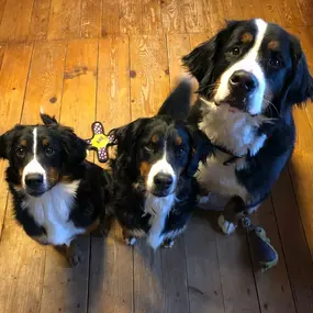 Bild von DOGS-HEART