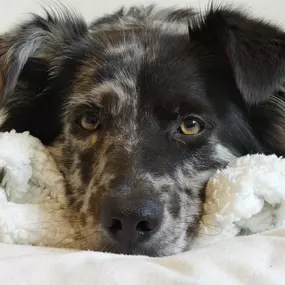 Bild von DOGS-HEART