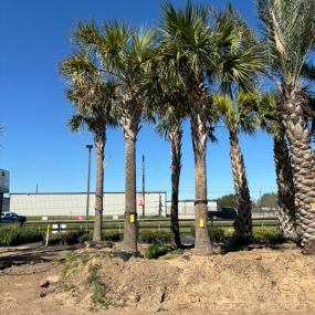 Bild von Rosehill Palms Nursery & Garden Center